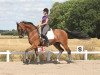 dressage horse Jonstrupgårdens Raneur (Danish Warmblood, 1999, from Ragazzo)