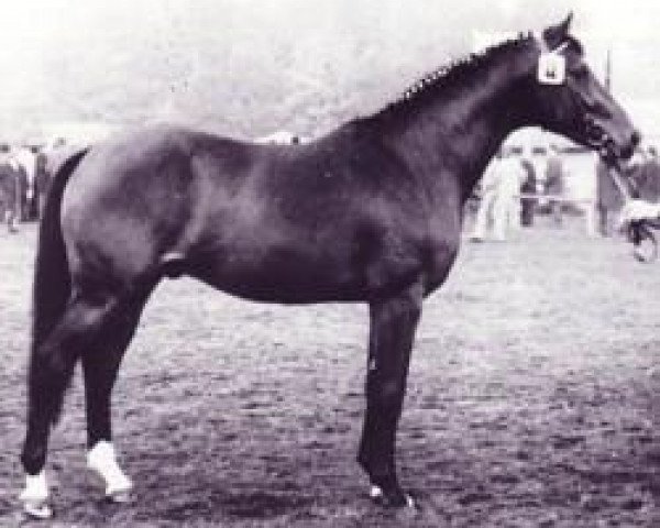 stallion Cavalier (Hanoverian, 1971, from Cardinal xx)