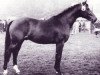 horse Cavalier (Hanoverian, 1971, from Cardinal xx)