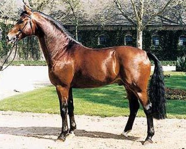 stallion Faschingsprinz (Westphalian, 1984, from Fabelhaft)