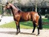 stallion Faschingsprinz (Westphalian, 1984, from Fabelhaft)