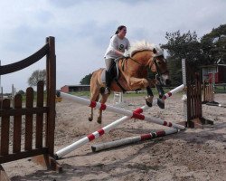 jumper Mogli 27 (New Forest Pony, 1991, from Mambo Moscan)