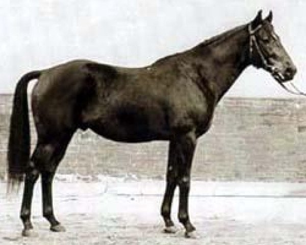 stallion Pik As xx (Thoroughbred, 1949, from Abendfrieden xx)