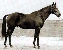 stallion Pik As xx (Thoroughbred, 1949, from Abendfrieden xx)