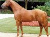 stallion Diamantino (Westphalian, 1985, from Damenstolz)