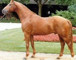 stallion Diamantino (Westphalian, 1985, from Damenstolz)