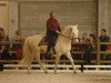 stallion Ismir Du Tilleul (Palomino, 2005, from Domino Du Tilleul)