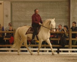 Deckhengst Ismir Du Tilleul (Palomino, 2005, von Domino Du Tilleul)