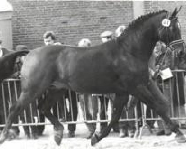 stallion Goldstern (Hanoverian, 1972, from Gotthard)