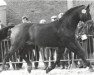 horse Goldstern (Hanoverian, 1972, from Gotthard)