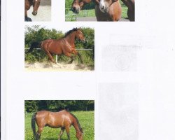 Pferd Alesi 2 (Westfale, 1991, von Anmarsch)