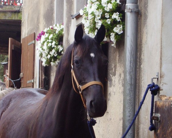 broodmare Emysé (German Sport Horse, 2000, from Liberty Son)