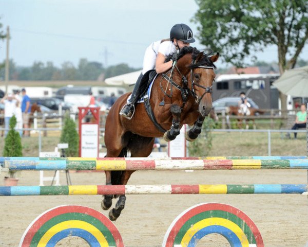 broodmare Houlette van de Rechri (Belgian Riding Pony, 2003, from Calipso van de Vondelhoeve)