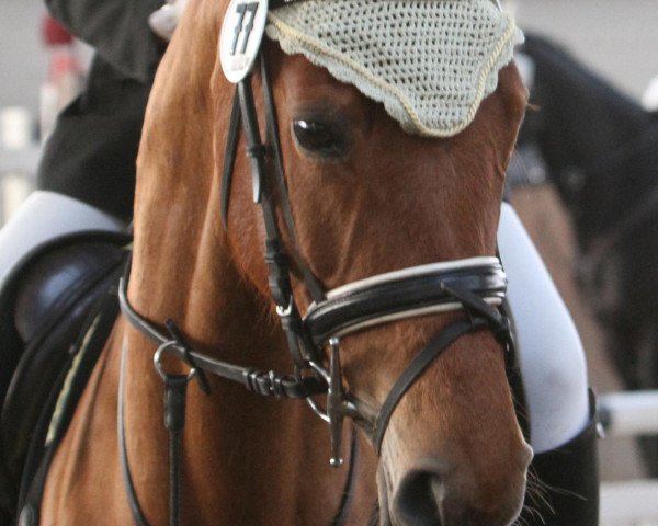 dressage horse Emmy (German Sport Horse, 2005, from Rubino Rosso)