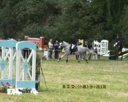 jumper Stella GT (Hanoverian, 2004, from Stolzenberg)