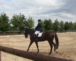 dressage horse Donnertiello (Hanoverian, 2001, from Donnerhall)