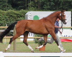 broodmare Liebesalarm (Westphalian, 2009, from Lanciano)