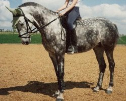 broodmare Felicitas VI (Holsteiner, 1991, from Flacon)