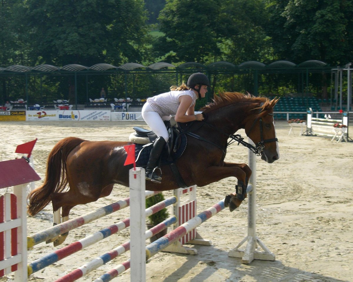 Springpferd Debby H (Westfale, 1995, von Daenenkoenig)