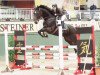 dressage horse Ameera W (Westphalian, 2004, from Amantus)