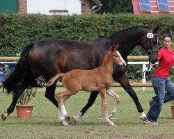 broodmare Remember Jade (Westphalian, 2002, from Rheingau)