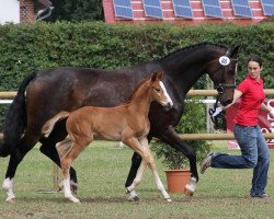 Dressurpferd Hengst von Love Me (Westfale, 2012, von Love Me)