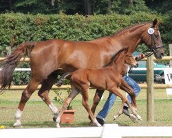 broodmare La Luna (Westphalian, 2012, from Love Me)