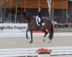 dressage horse Londonbeat 6 (Hanoverian, 2008, from Londonderry)