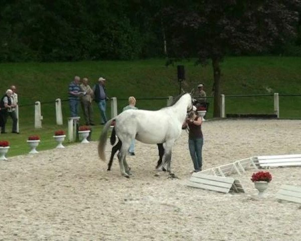 dressage horse Sandro de Baussy (Westphalian, 2012, from Sunday)