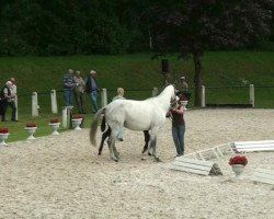 Dressurpferd Sandro de Baussy (Westfale, 2012, von Sunday)