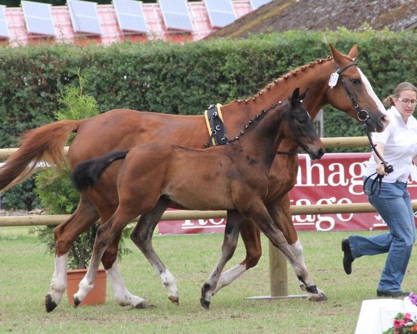 dressage horse Rudi Rabotti (Westphalian, 2012, from Rocky Lee)