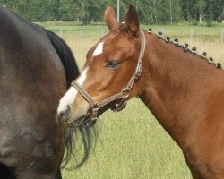 broodmare Stute von Cappucino (Brandenburg, 2012, from Cappucino)