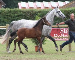 Dressurpferd Stute von Jeraldo (Westfale, 2012, von Northland's Jeraldo)