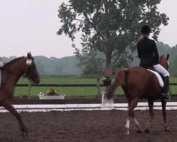 dressage horse Samir 5 (German Riding Pony, 1992)