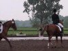 dressage horse Samir 5 (German Riding Pony, 1992)