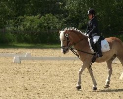 Springpferd Whinny 20 (Haflinger, 1998, von liz. Wirbelwind)