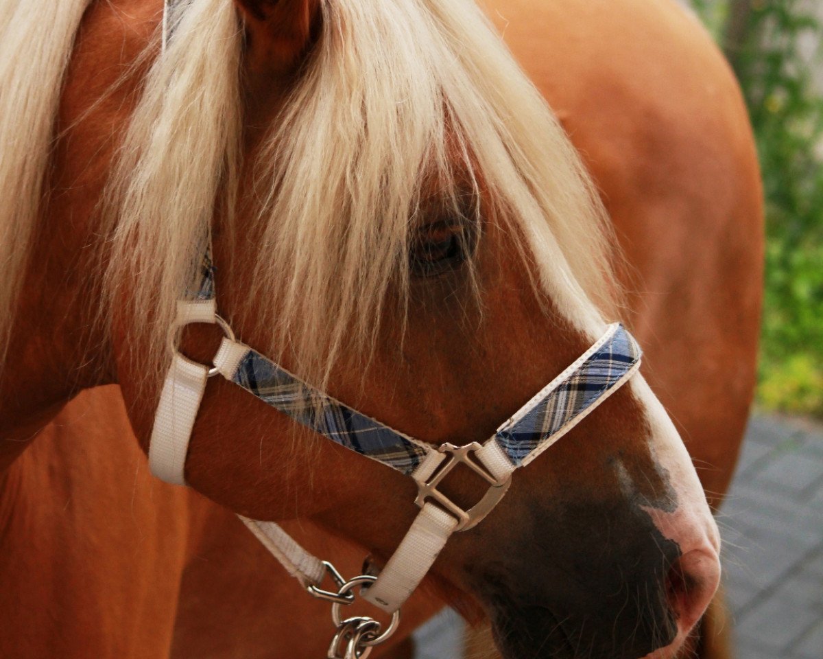 horse Milas vom Eulental (Haflinger, 2000, from Milano)