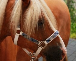 Pferd Milas vom Eulental (Haflinger, 2000, von Milano)