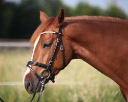 dressage horse Friday On My Mind (Westphalian, 2008, from Fürst Piccolo)