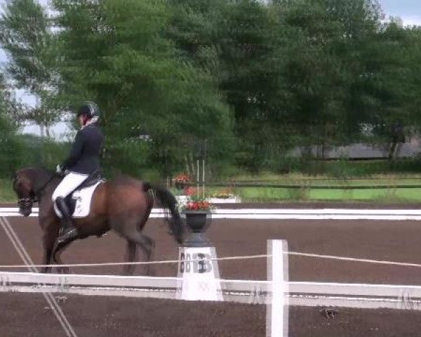 stallion Reitland's Diamond Hit (German Riding Pony, 2007, from Diamond)