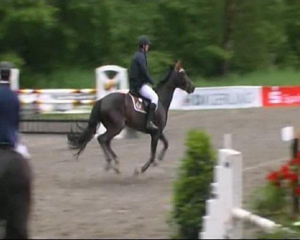 horse Cubano 5 (Hanoverian, 2005, from Charon)