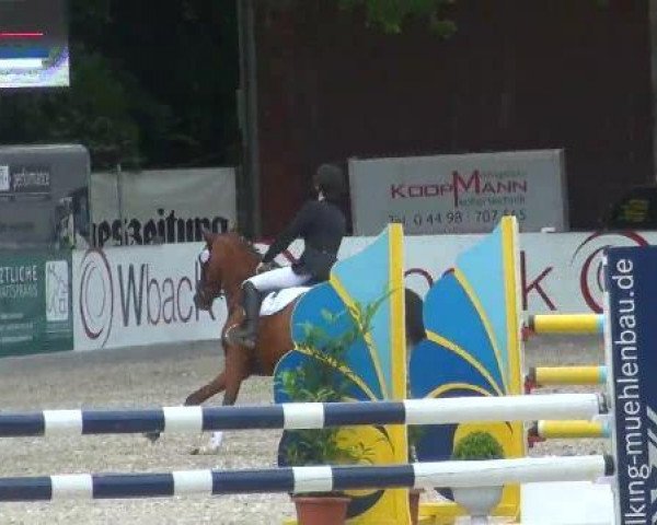 Springpferd Dakar Sky (Deutsches Reitpony, 2007, von Dakar Noar)