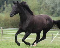 broodmare Pik Dame (Little German Riding Horse, 2002, from Piment)