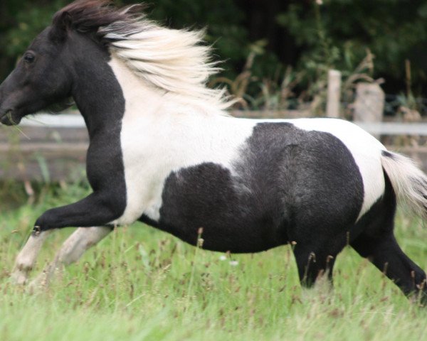Deckhengst Pauli (Shetland Pony, 2010, von Putz)