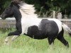 Deckhengst Pauli (Shetland Pony, 2010, von Putz)