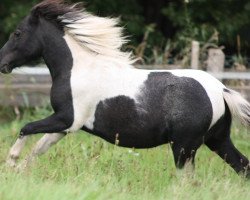 stallion Pauli (Shetland Pony, 2010, from Putz)