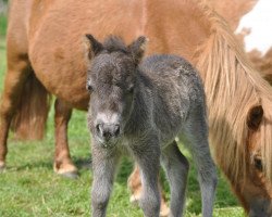 Pferd Nora vom Elbdeich (Shetland Pony (unter 87 cm), 2012, von Laury von Warfen)