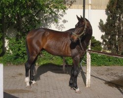 dressage horse Sisco (German Sport Horse, 2008, from Samba Hit I)