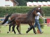 broodmare Cordoba (Westphalian, 2001, from Cordobes I)