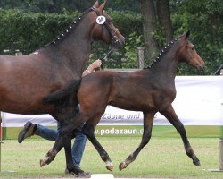 dressage horse Hengst von Jeraldo (Westphalian, 2012, from Northland's Jeraldo)